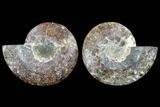 Agatized Ammonite Fossil - Madagascar #113059-1